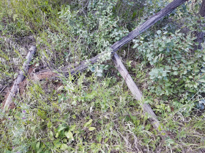 20180801.barbed.wire.trap.1