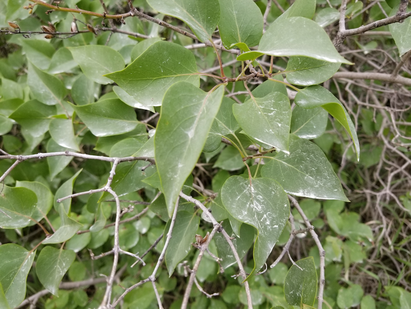 20180802.dusty.lilac