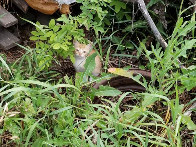 20180804.teeny.tabby.peaking
