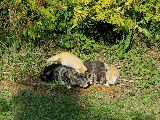 20180806.butterscotch.kittens1