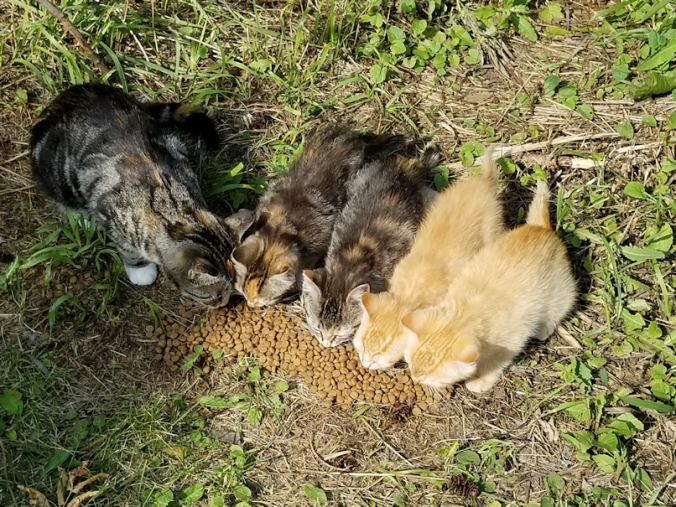 20180806.butterscotch.kittens2