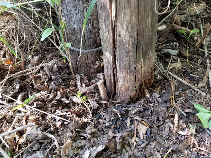 20180806.cleanup.firepitarea.gateposts