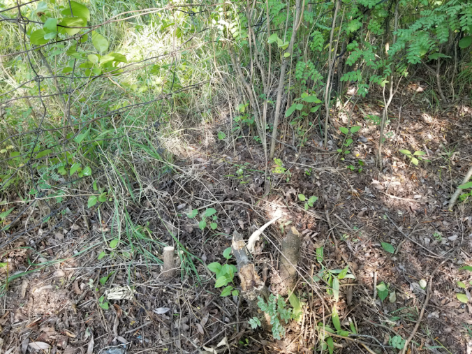 20180809.cleanup.westfenceline.2.after.lilac.caragana