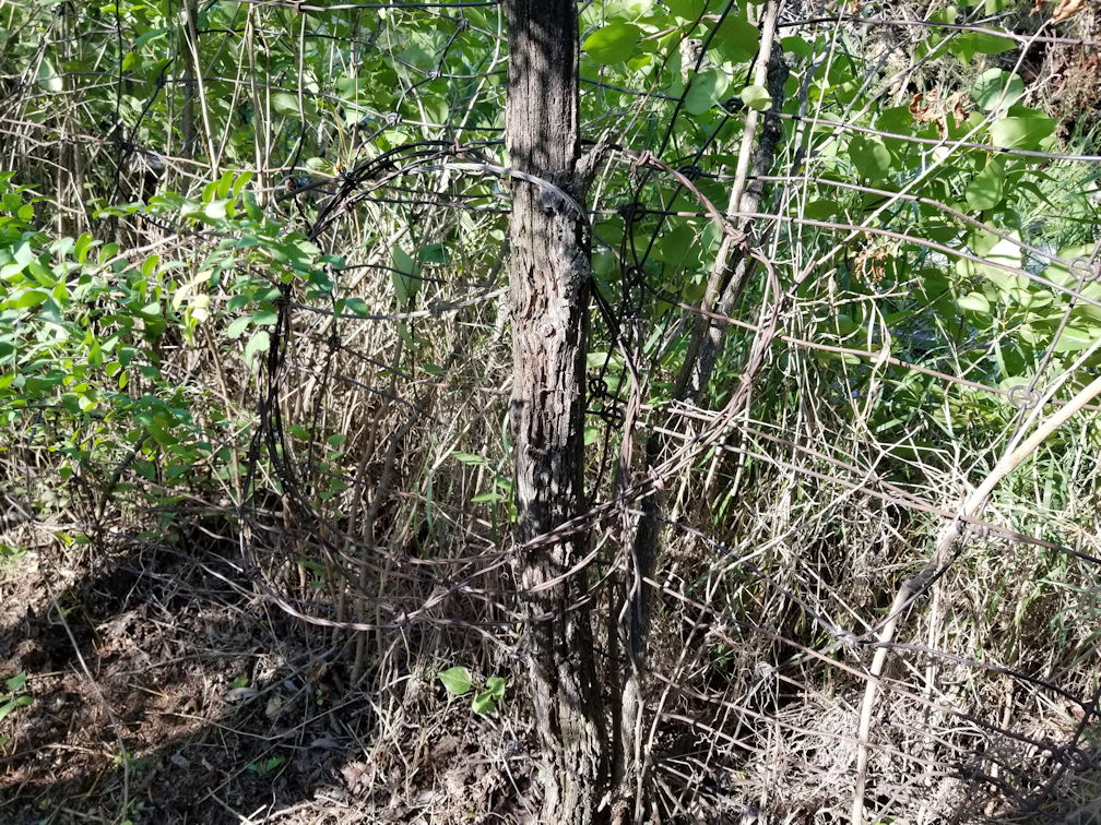 20180809.cleanup.westfenceline.found.barbed.wire.1
