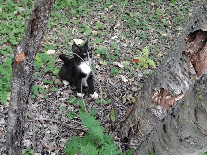 20180811.kitten.company