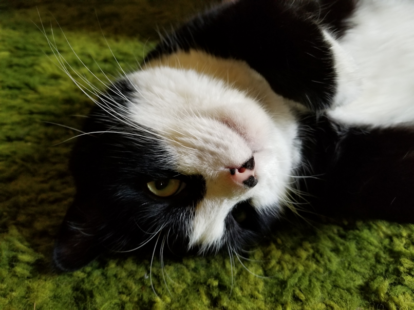 20180812.that.face