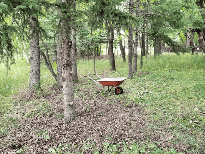 20180813.cleanup.westfencearea.spruces.otherside