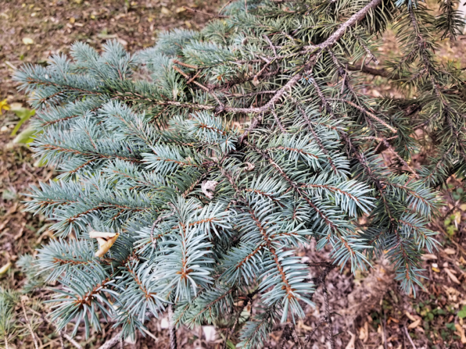 20180813.colorado.blue.branch