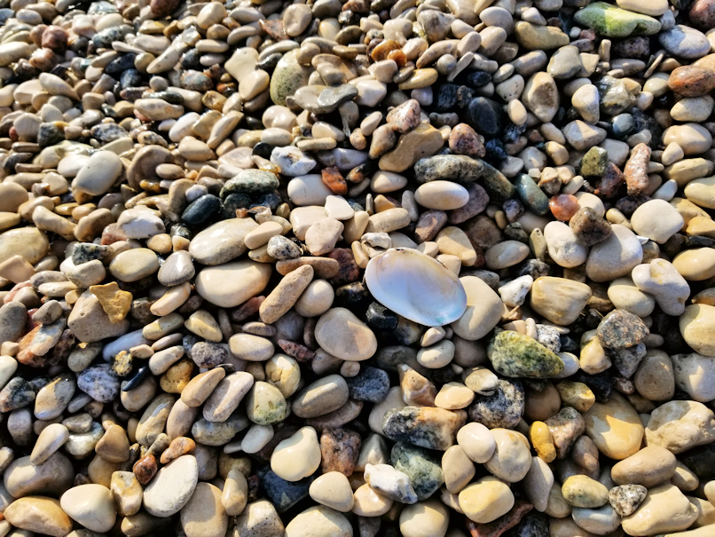 20180815.beach.shell