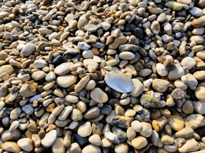 20180815.beach.shell