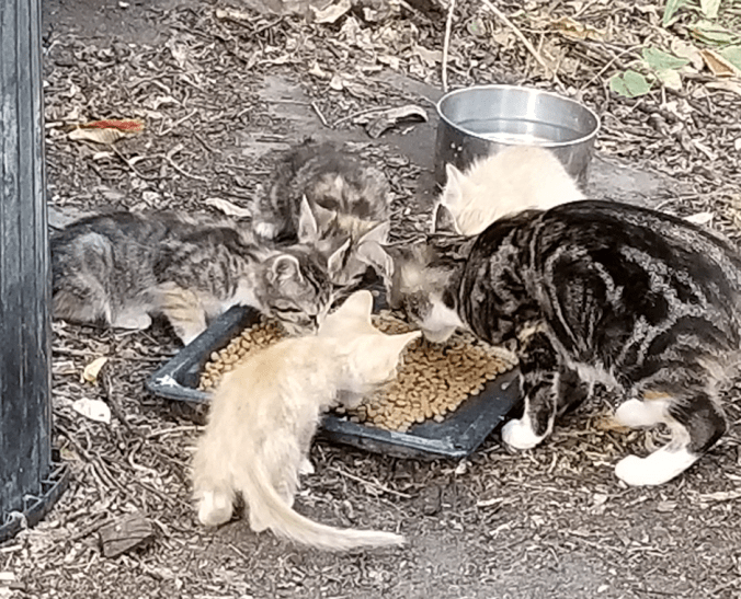 20180815.butterscotch.and.kittens