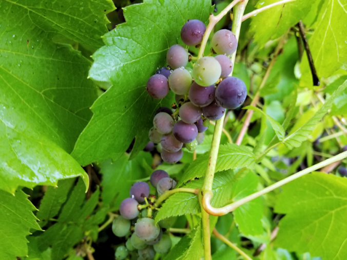 20180816.grapes.on.vine