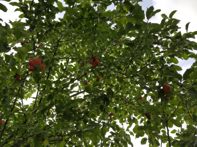 20180819.red.apples