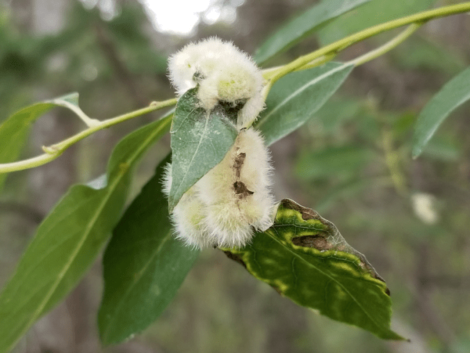 20180820.fuzzy.leaf.growth