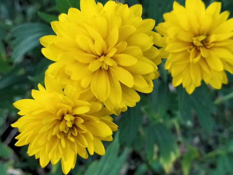 20180822.yellow.blossoms