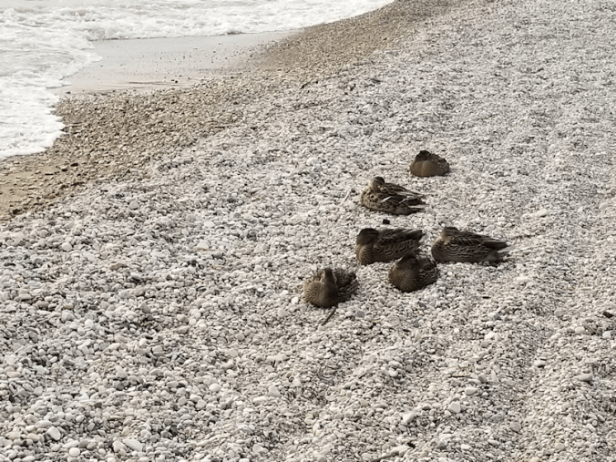 20180824.ducks.on.beach