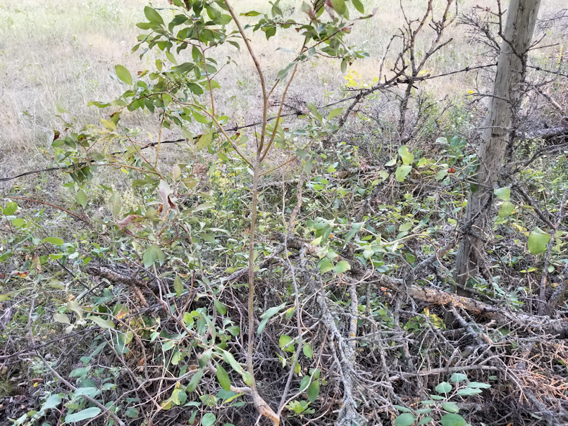 20180825.sprucegrove.fenceline.downedtrees.1