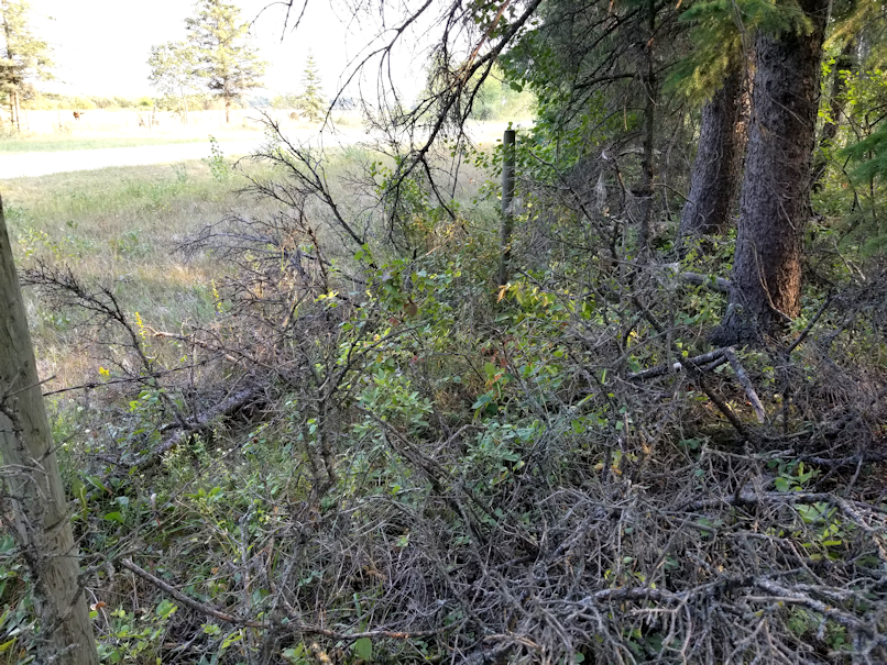 20180825.sprucegrove.fenceline.downedtrees.2