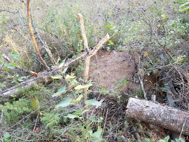 20180825.sprucegrove.fenceline.downedtrees.5