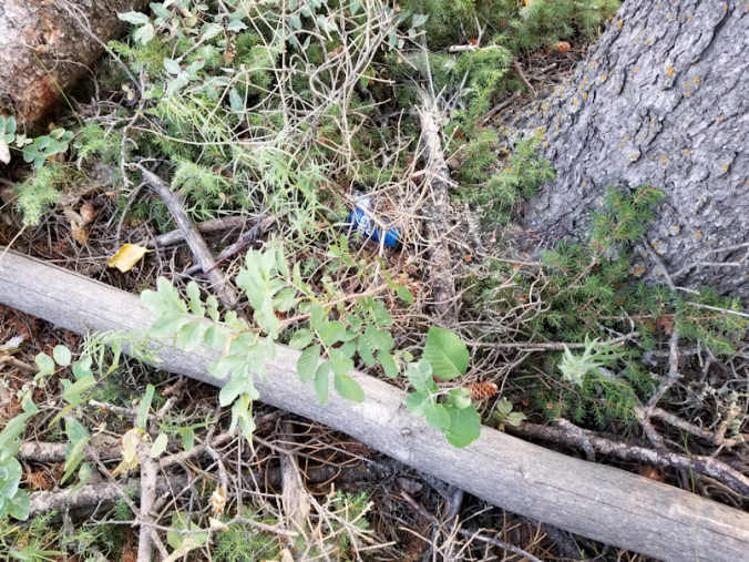 20180825.sprucegrove.fenceline.downedtrees.6