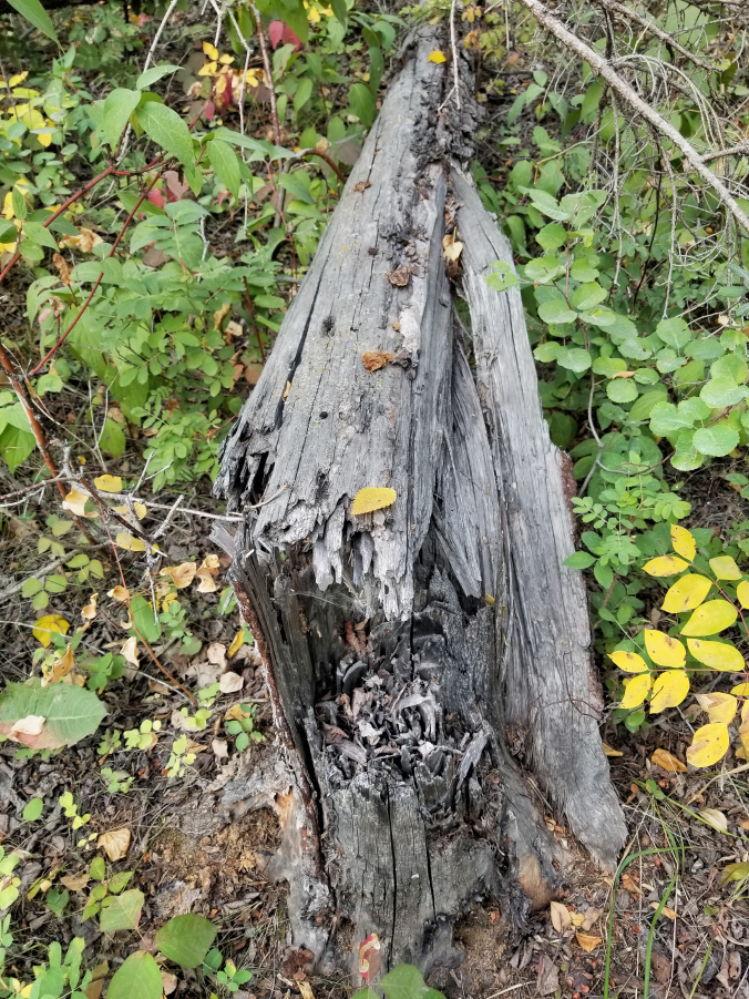 20180825.sprucegrove.fenceline.downedtrees.9