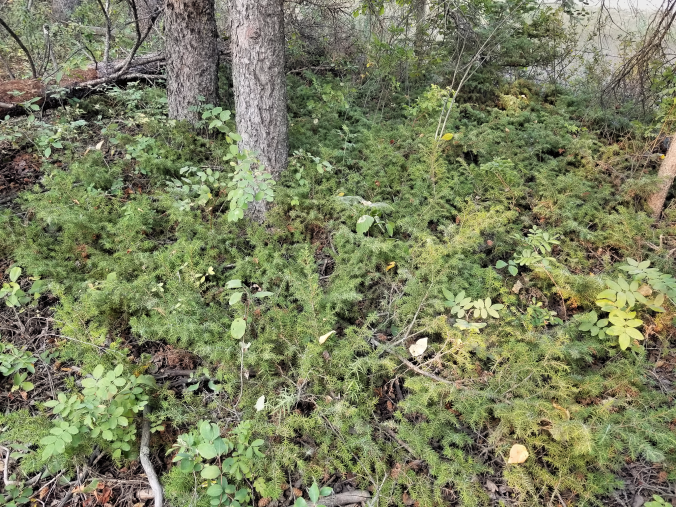 20180825.sprucegrove.fenceline.undergrowth.keepers