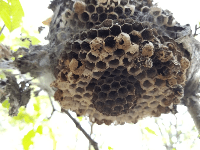 20180825.sprucegrove.finds.mossy.old.wasps.nest