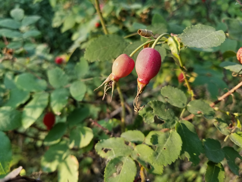 20180825.sprucegrove.wildrosehips