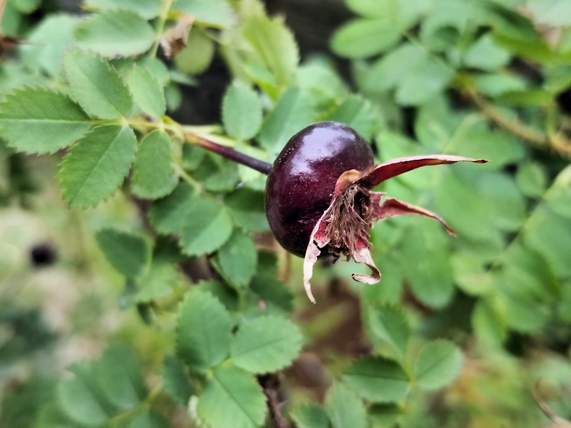 20180827.whiterose.hips