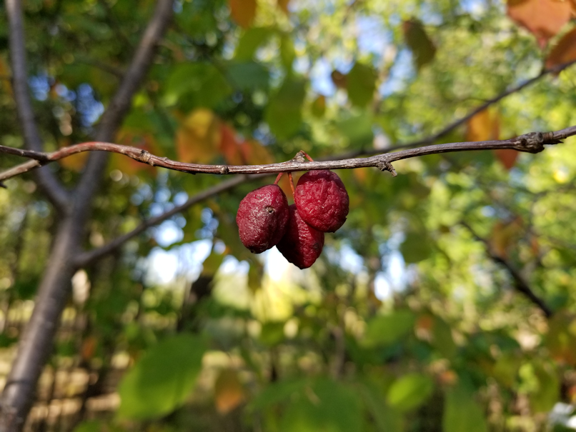 20180829.drying.plums