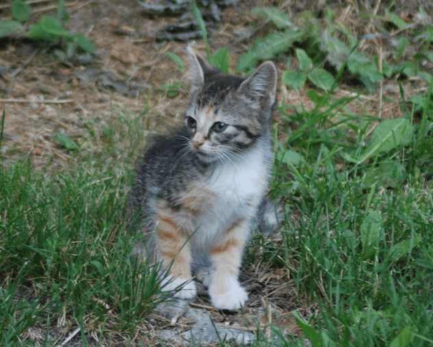 DSC_5197-kitten.on.root