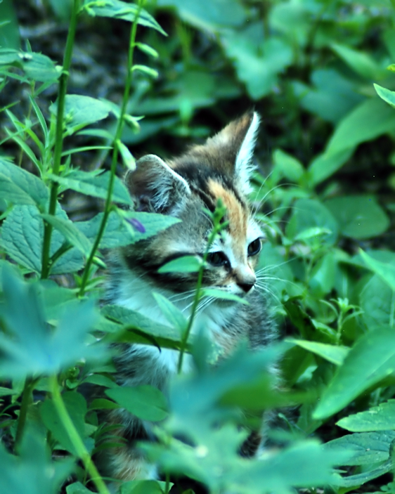 DSC_5204-kitten.in.flowers
