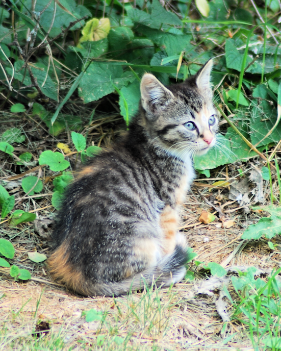 DSC_5241-kitten