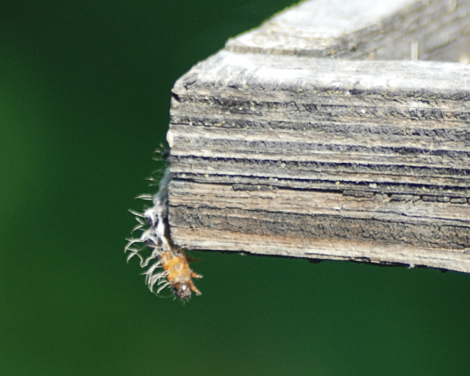 DSC_5257-caterpillar
