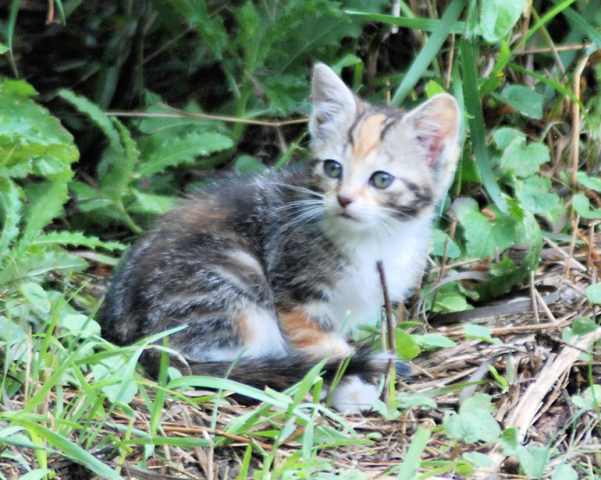 DSC_5259-kitten