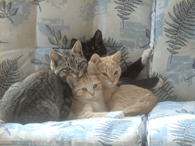 2018-026.pile.o.cats