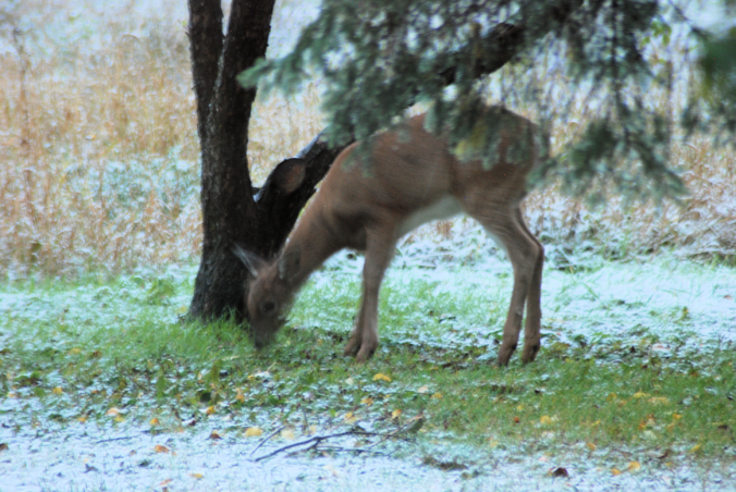 2018-09.deer.apple.tree