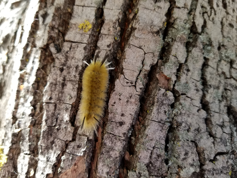 20180901.caterpillar