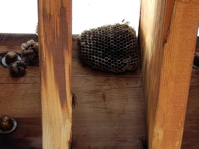 20180901.wasp.nest