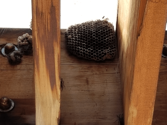 20180901.wasp.nest