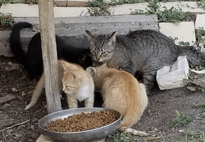 20180902.4kittens