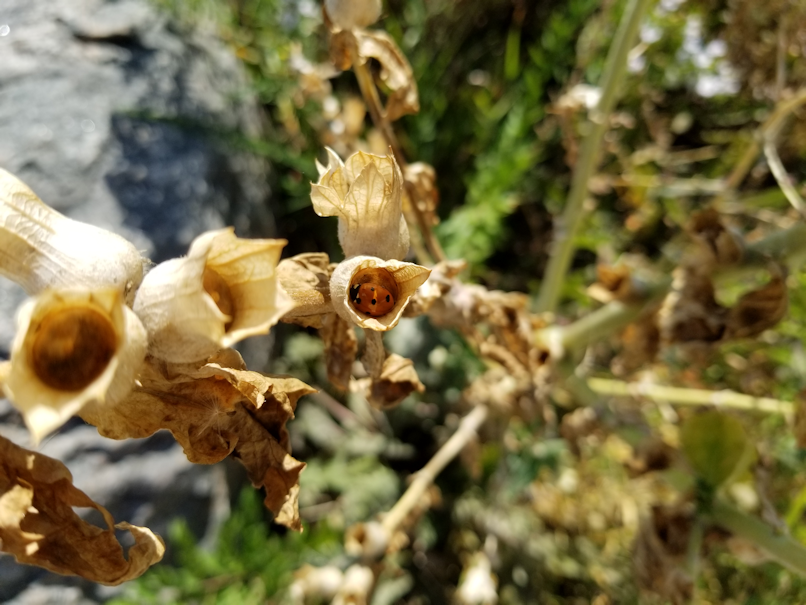 20180902.seedpods.ladybug