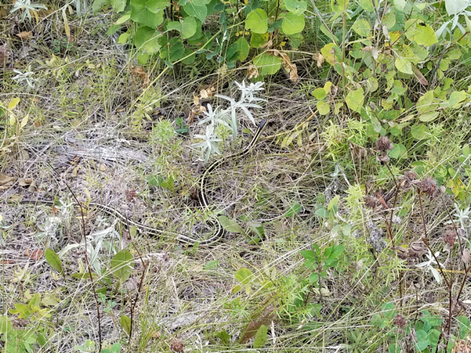 20180904.gartersnake1