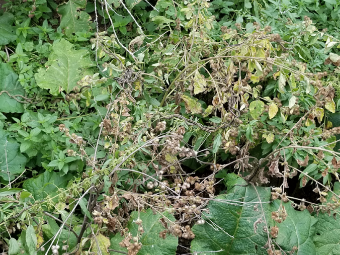 20180904.gartersnake2