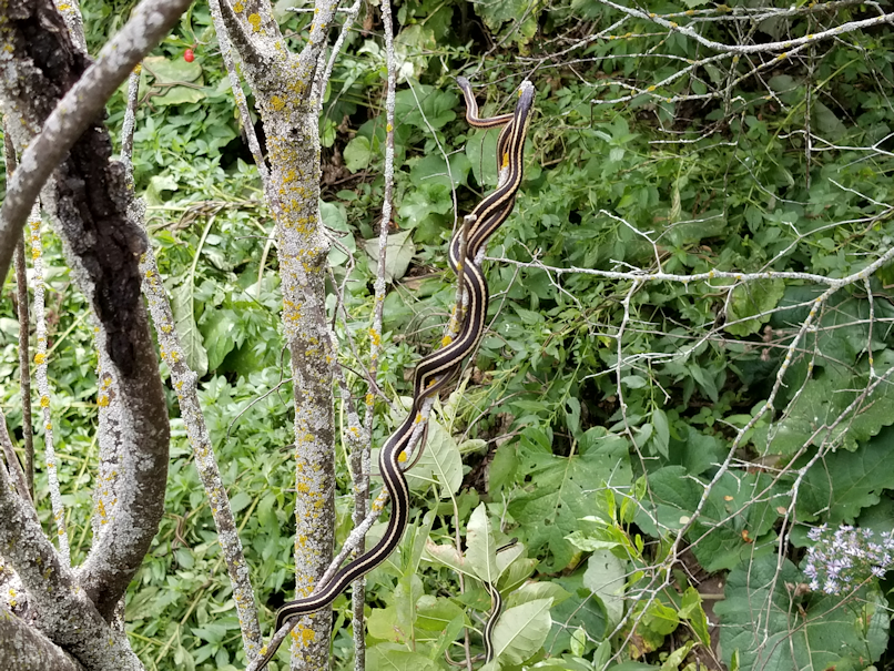 20180904.gartersnake3