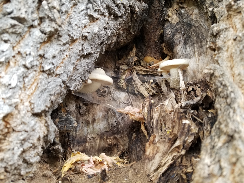 20180904.hidden.mushrooms