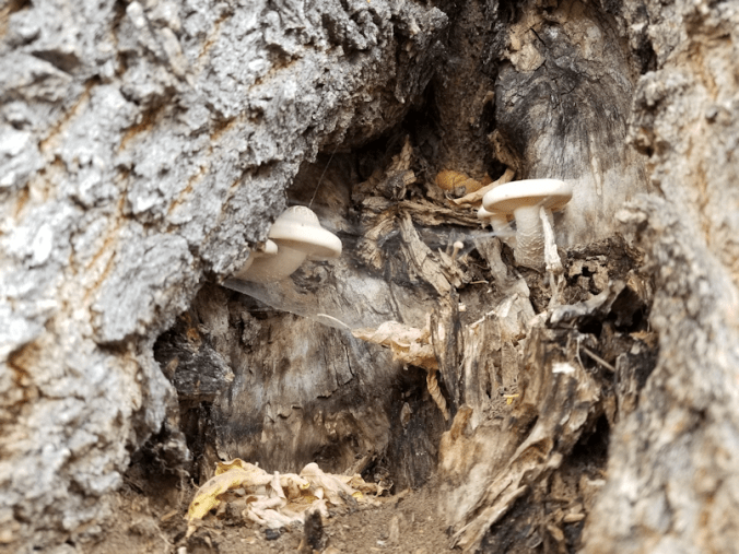 20180904.hidden.mushrooms