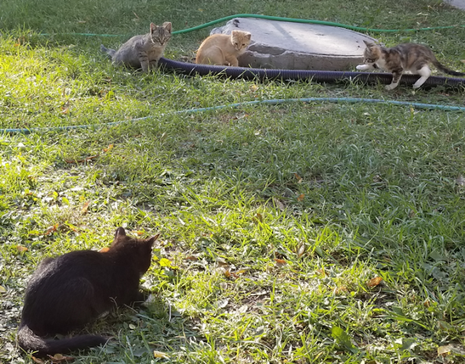 20180905.four.kittens