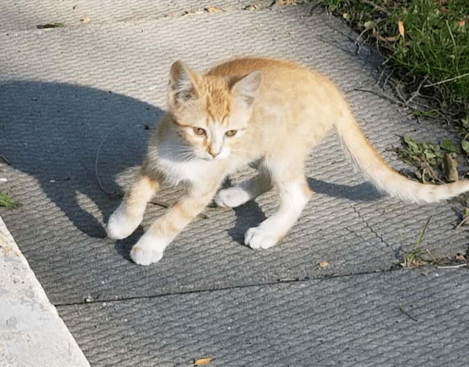 20180905.teeny.tabby