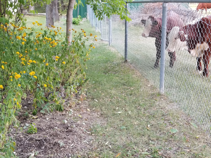 20180906.cows.kittens